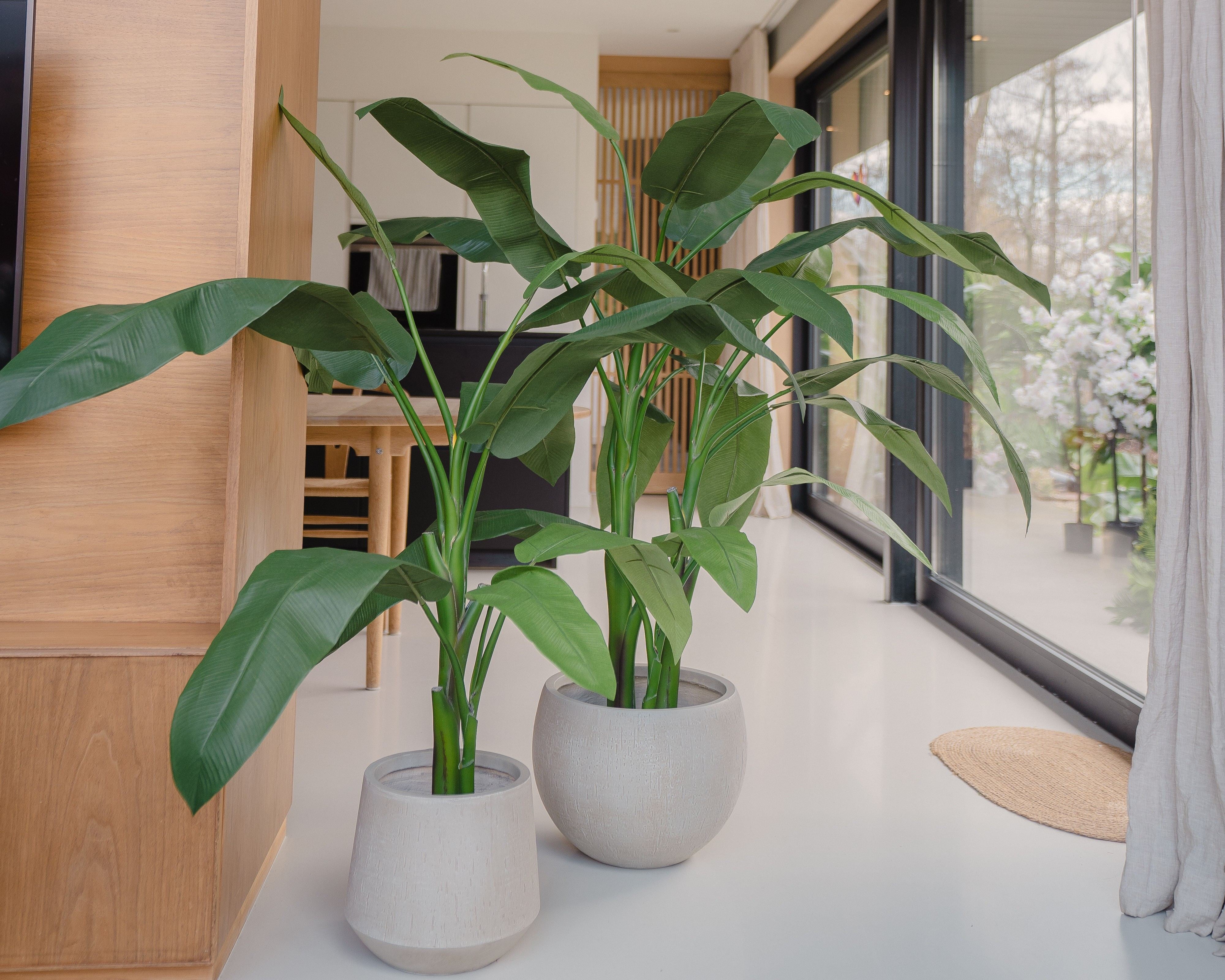 Entdecke unsere beliebteste Kunstpflanze: Strelitzia  Easyplants  Deutschland