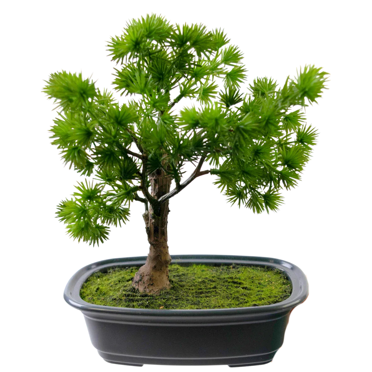 Mchten Sie Art Bonsai kaufen? Schnelle Lieferung!  Easyplants Deutschland