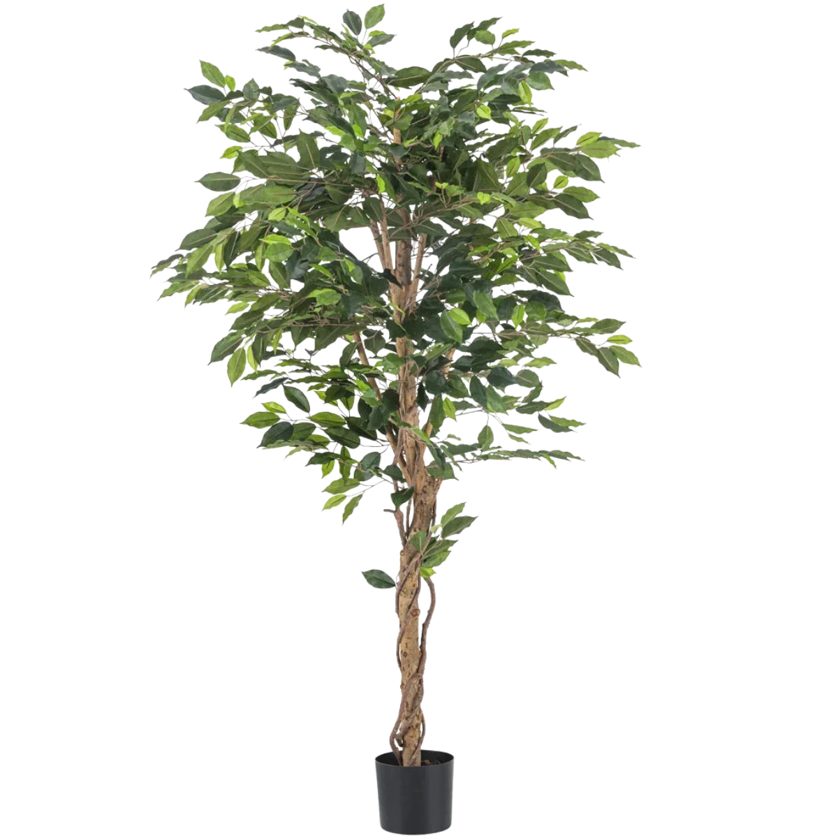 pflanzstäbe holz robinia-pro PFLANZSTAB aus Holz – robinia24