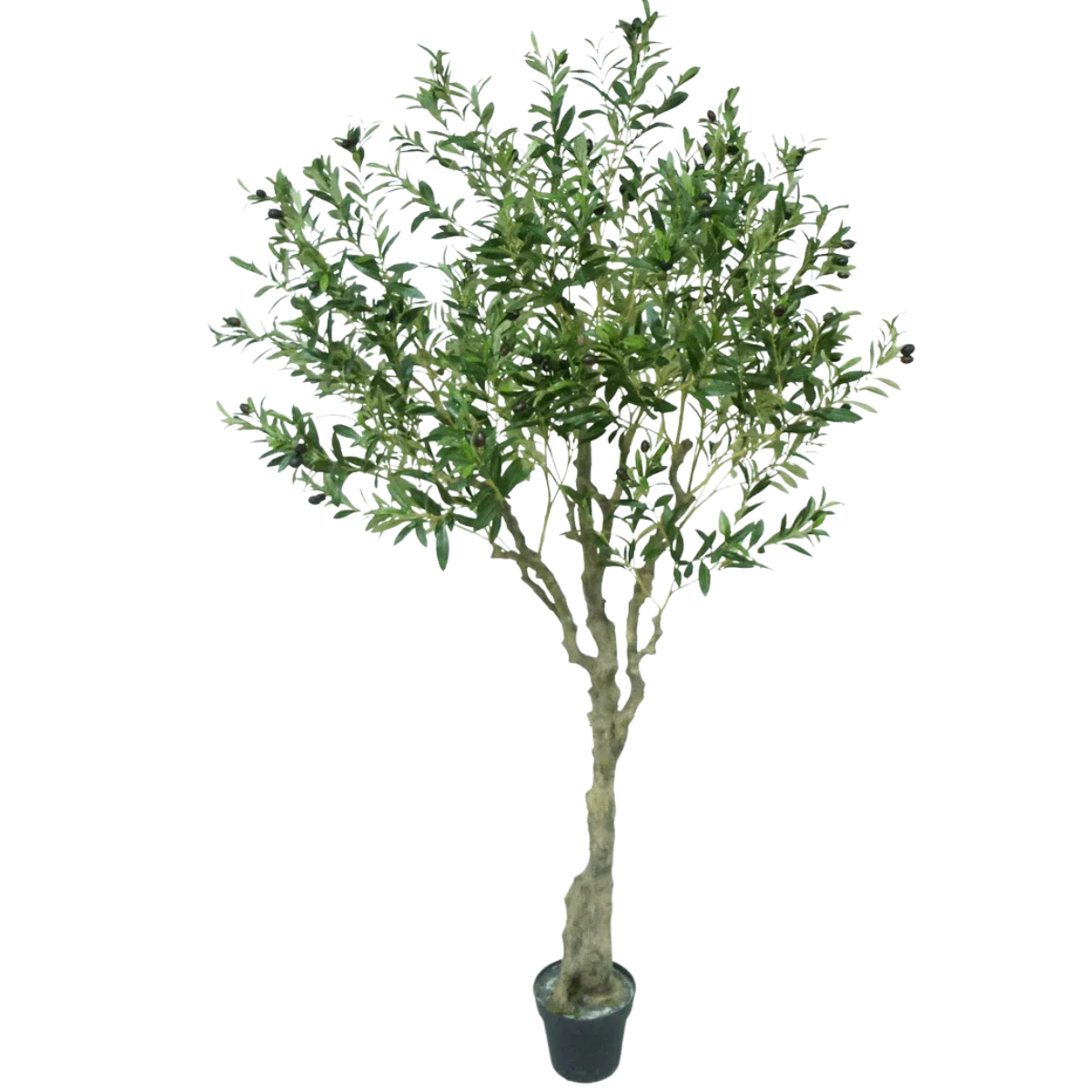 Mchten Sie einen knstlichen Olivenbaum kaufen? Ununterscheidbar von der  echten Sache!  Easyplants Deutschland