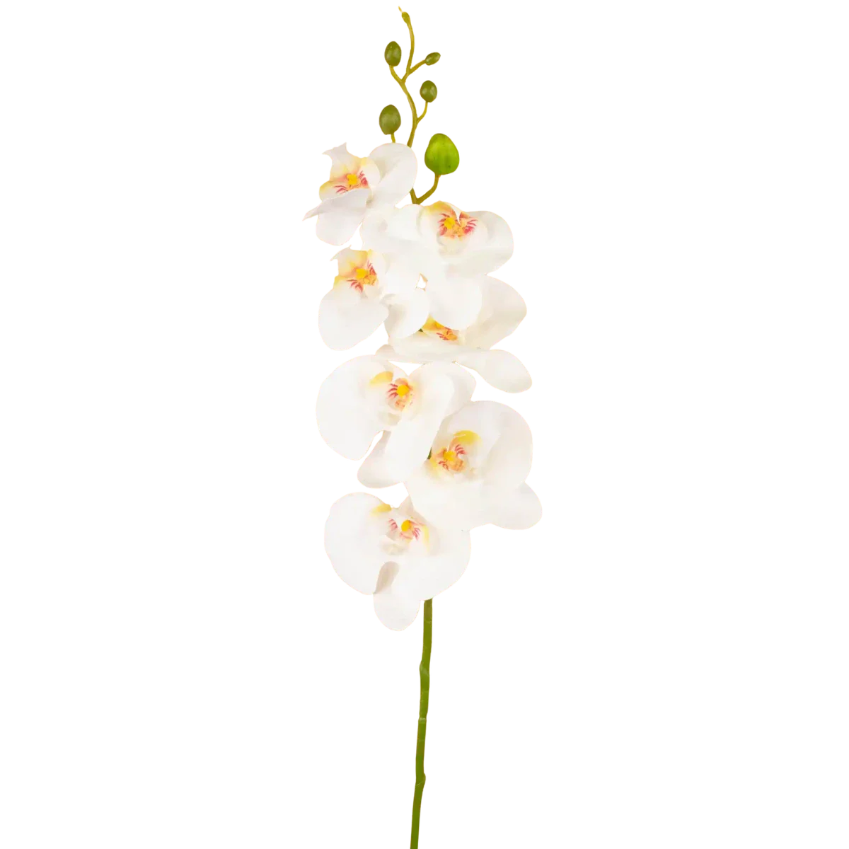 Mchten Sie eine knstliche Orchidee kaufen? Groes Sortiment in  verschiedenen Gren!  Easyplants Deutschland