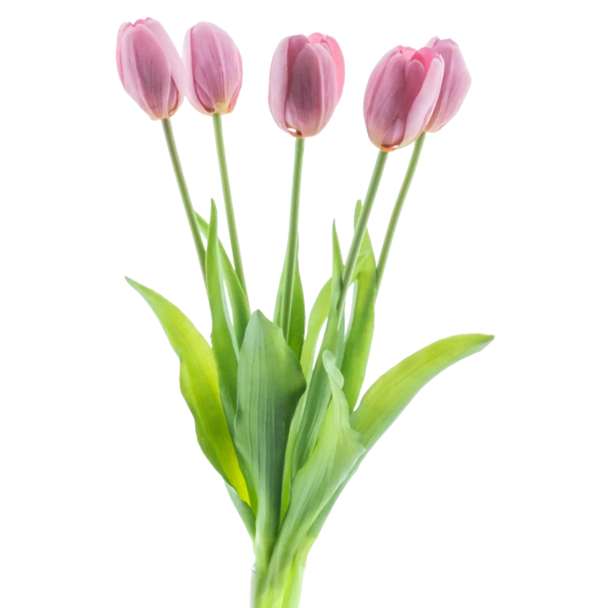 pflanztöpfe für orchideen Durchsichtige Pflanztöpfe für orchideen Kaufen? ✓ Schneller Versand! –  Sybotanica main image 0