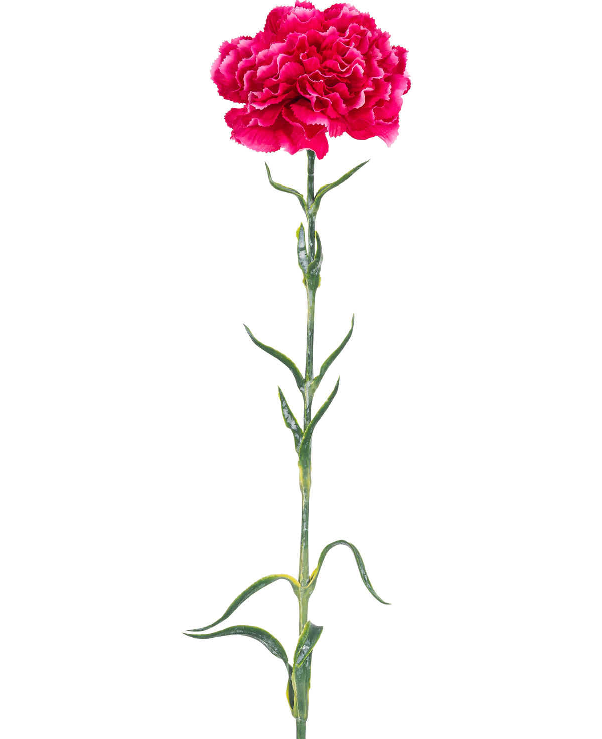 Die künstliche Blumennelke 69 cm in kräftigem Rosa besteht aus einer einzelnen leuchtend rosa Nelke mit Rüschen in den Blütenblättern, einem langen grünen Stiel und schlanken Blättern vor einem schlichten weißen Hintergrund.