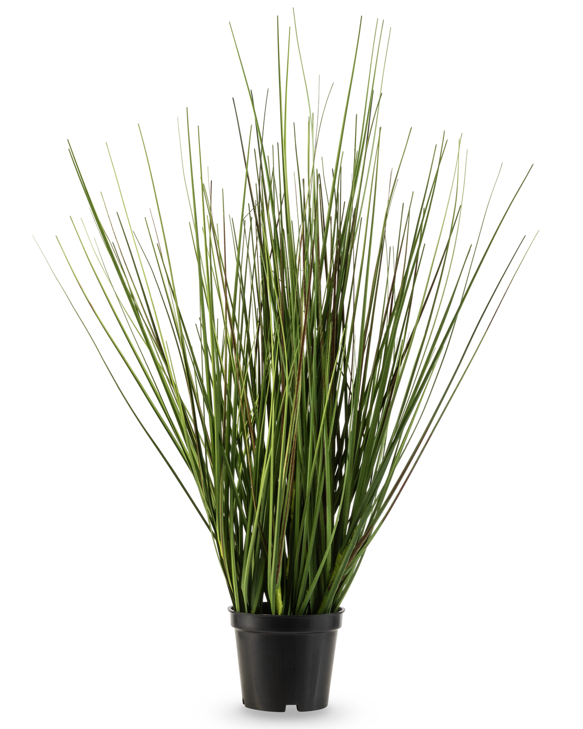 Die feuerhemmende Kunstrasenpflanze Zwiebel 50 cm hat lange, schmale grüne Stängel, die aufrecht wachsen und sich leicht verjüngen, in einen kleinen schwarzen Plastiktopf vor einem schlichten weißen Hintergrund.