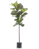 Die Kunstpflanze Ficus Tabakpflanze Deluxe 155 cm hat breite grüne Blätter und wird in einem schwarzen Topf geliefert, dargestellt vor einem schlichten weißen Hintergrund.