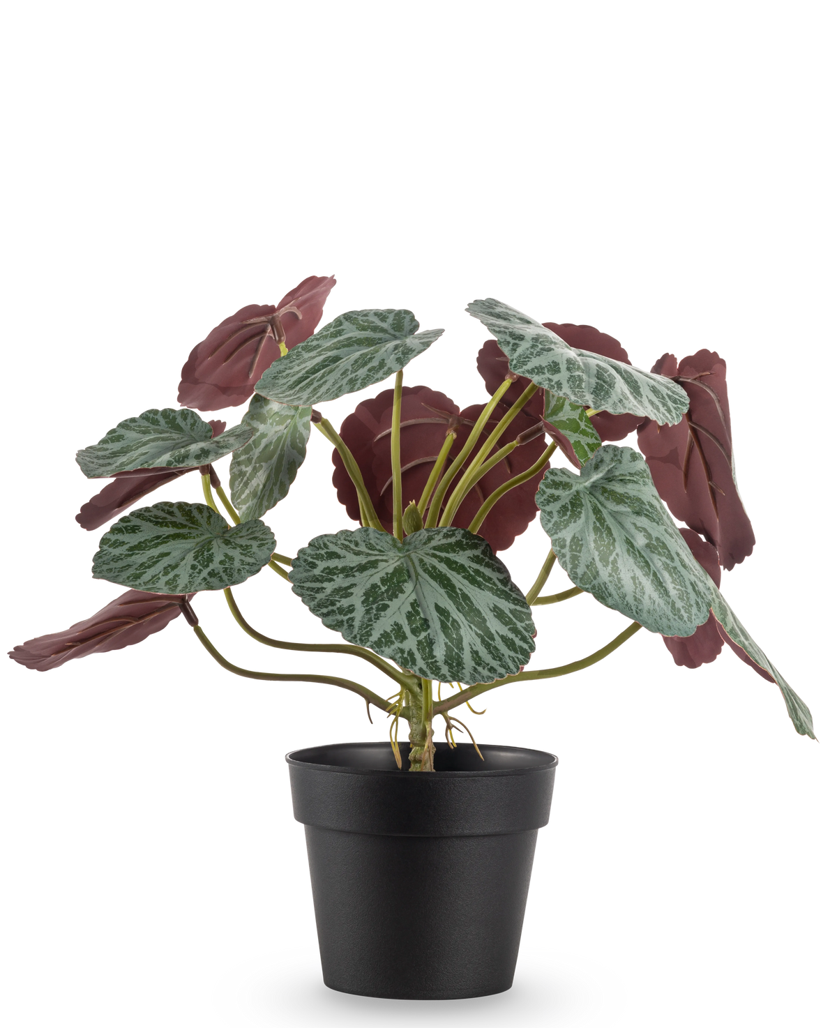 Die Kunstpflanze Saxifraga 27 cm hat grüne Blätter mit weißen Adern und rotvioletten Unterseiten, präsentiert in einem schlichten schwarzen Topf vor einem schlichten weißen Hintergrund.