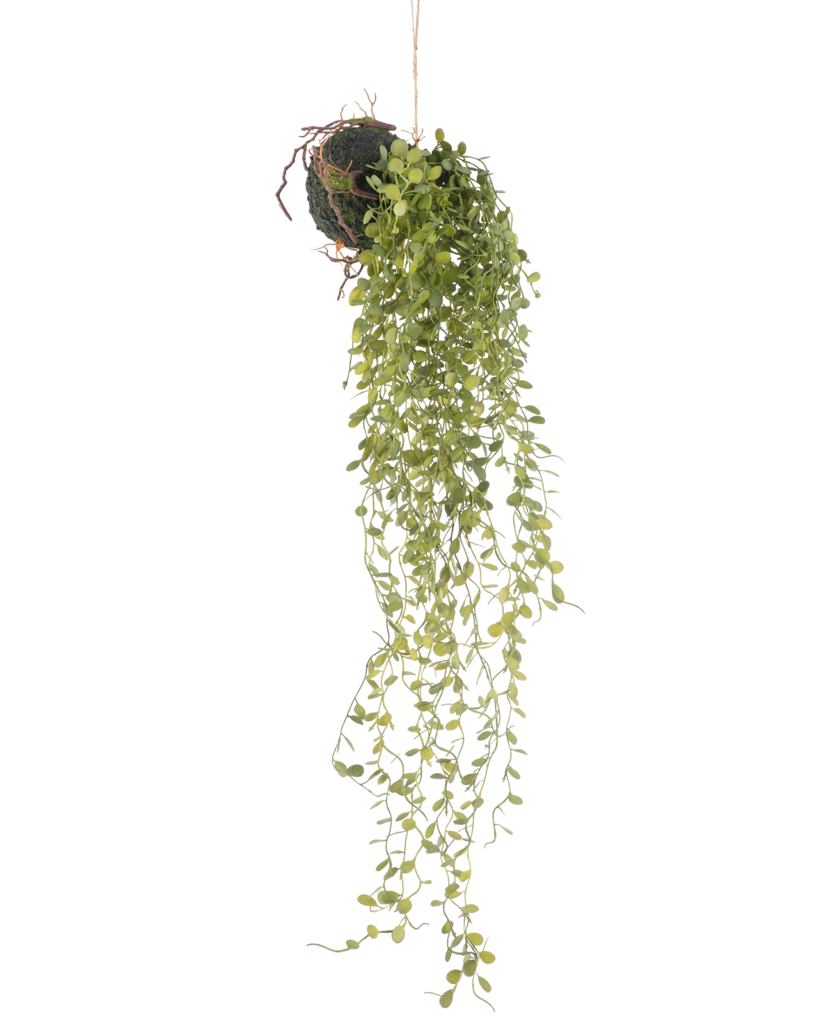 Die künstliche Hängepflanze Sukkulente Kugel 58 cm hat eine grüne Sukkulente mit kleinen runden Blättern, die an einer moosbedeckten Bodenkugel vor einem schlichten weißen Hintergrund hängt.