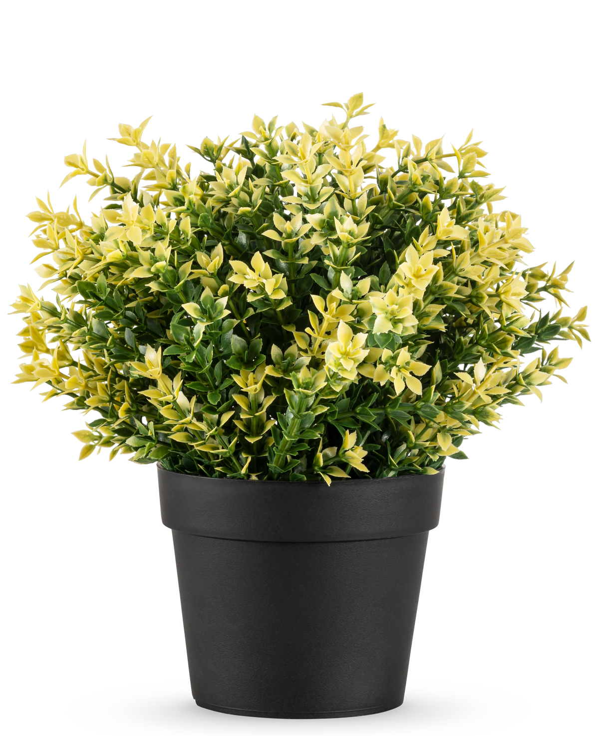 Die Kunstpflanze Buxus gelb UV 22 cm UV ist eine kleine Topfpflanze mit dichten grünen und gelben Blättern in einem einfachen schwarzen Topf vor einem schlichten weißen Hintergrund.
