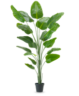 Die Kunstpflanze Strelitzia 240 cm Real Touch hat große, glänzend grüne Blätter in einem schwarzen Topf vor einem schlichten weißen Hintergrund.