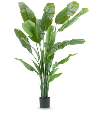 Die Kunstpflanze Strelitzia Nicolai Deluxe 210 cm hat lange, breite grüne Blätter in einem schlichten schwarzen Topf auf weißem Hintergrund. Diese tropische Kunstpflanze verleiht jedem Raum ein üppiges, tropisches Flair.