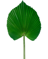Das künstliche Blatt 73 cm ist ein künstliches grünes Palmblatt mit einem fächerförmigen, plissierten Design mit langem Stiel vor einem schlichten weißen Hintergrund.