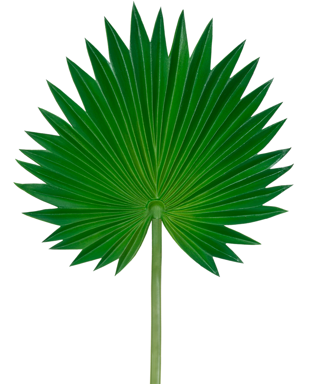 Das künstliche Blatt Washingtonia 73 cm ist ein einzelnes grünes Palmenblatt mit Fächerform, ausgestellten spitzen Segmenten und einem langen, schlanken Stiel, dargestellt vor einem schlichten weißen Hintergrund.