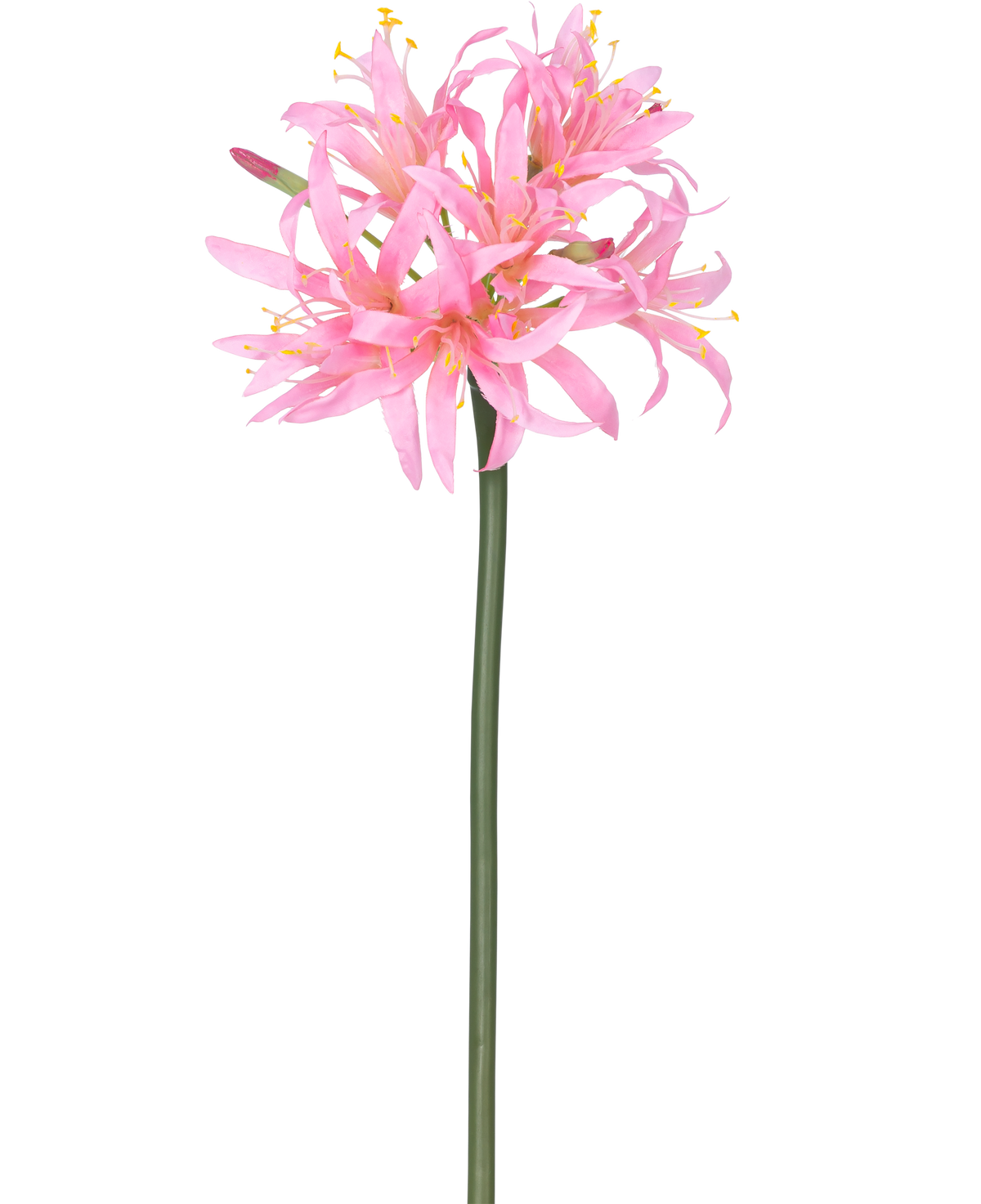 Die künstliche Blume Nerine 70 cm rosa hat einen hohen grünen Stiel mit einer Gruppe zarter, spinnenrosa Blüten mit langen Blütenblättern und gelben Staubgefäßen vor einem schlichten weißen Hintergrund.