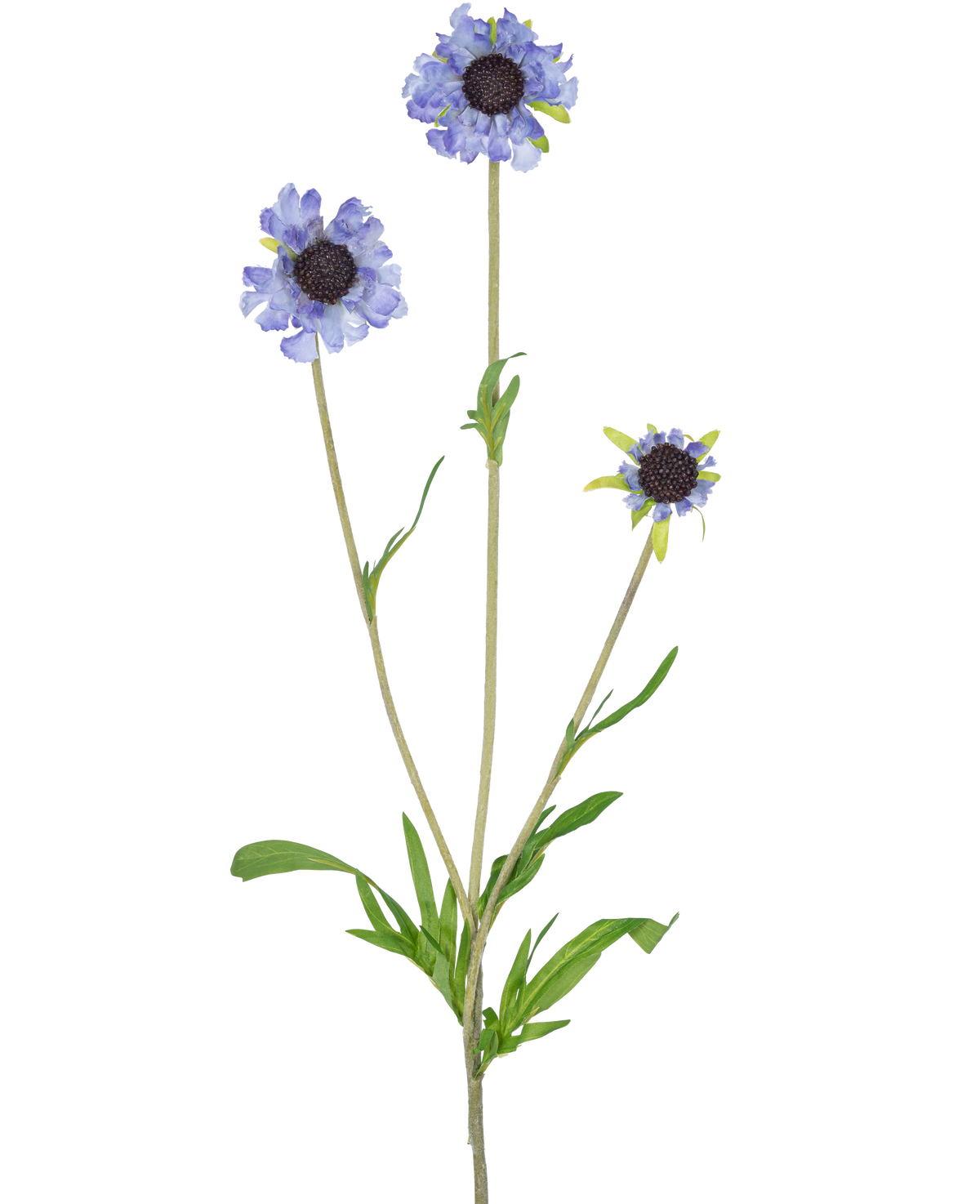 Die Kunstblume Scabiosa 63 cm blau hat einen einzelnen grünen Stiel mit drei Zweigen, die jeweils mit einer hellviolett-blauen, gänseblümchenähnlichen Blüte gekrönt sind und in der Mitte dunkle, längliche grüne Blätter haben, alles vor einem schlichten weißen Hintergrund.