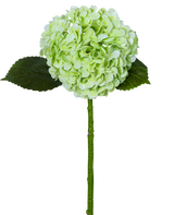 Die künstliche Hortensie „Annabelle“ Real Touch Green 55 cm hat eine einzelne hellgrüne Hortensienblüte mit einem runden Blütenstand, zwei dunkelgrünen Blättern und einem langen Stiel, alle isoliert auf einem weißen Hintergrund.