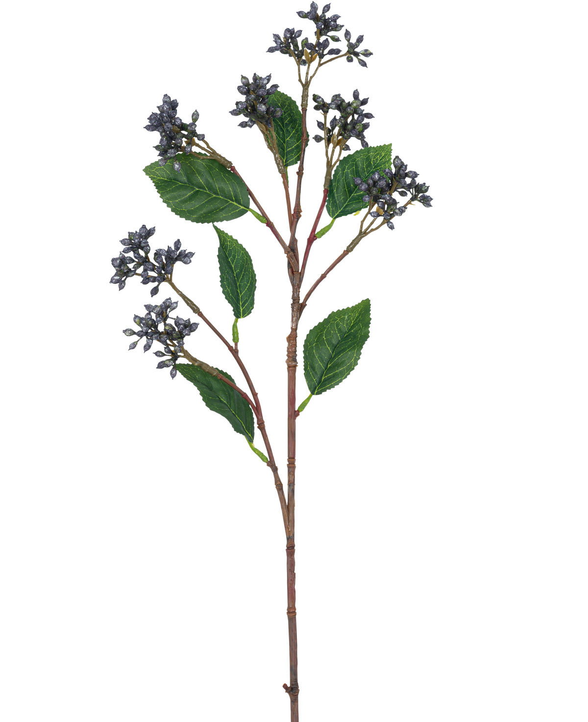 Die japanische Kunsttak-Beere (63 cm) hat Büschel kleiner stahlblauer Beeren und einzelne grüne Blätter an dünnen braunen Stielen vor einem schlichten weißen Hintergrund.