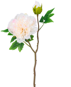 Ein einzelner Stiel der künstlichen Pfingstrose 50 cm weiß hat eine große, weiße Pfingstrosenblüte in voller Blüte, eine geschlossene Knospe und grüne Blätter vor einem schlichten weißen Hintergrund.