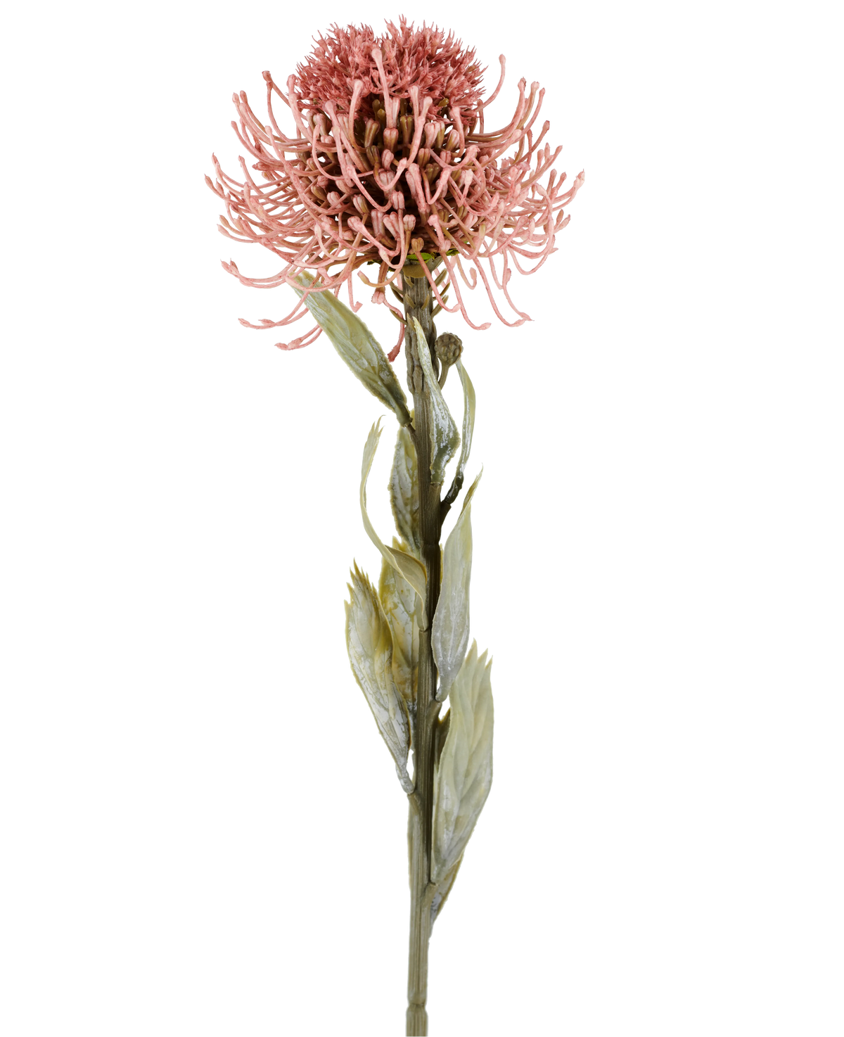 Kunstblume Protea 60 cm altrosa mit spitzen rosa Blütenblättern und grünen Blättern an einem langen Stiel, dargestellt vor einem schlichten weißen Hintergrund.