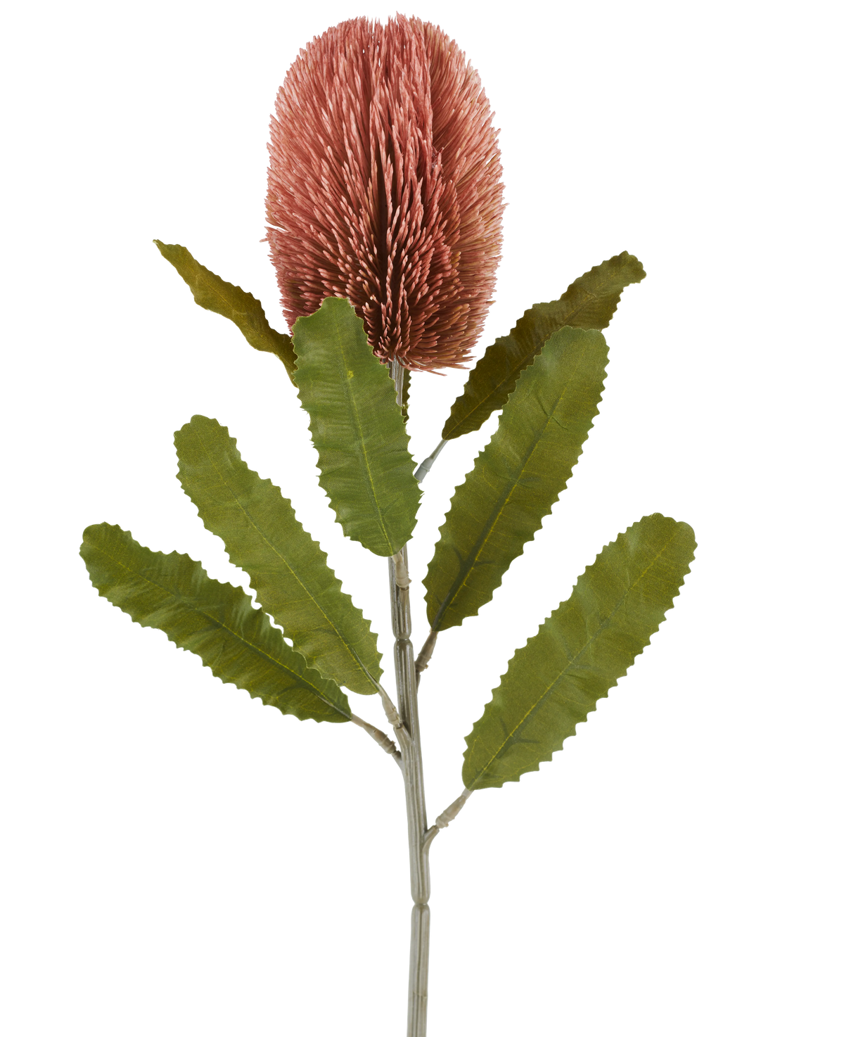 Ein einzelner Stiel der Kunstblume Banksia 65 cm altrosa hat eine große, rosafarbene, zylindrische Blüte und lange, gezackte grüne Blätter, die sich von einem weißen Hintergrund abheben.