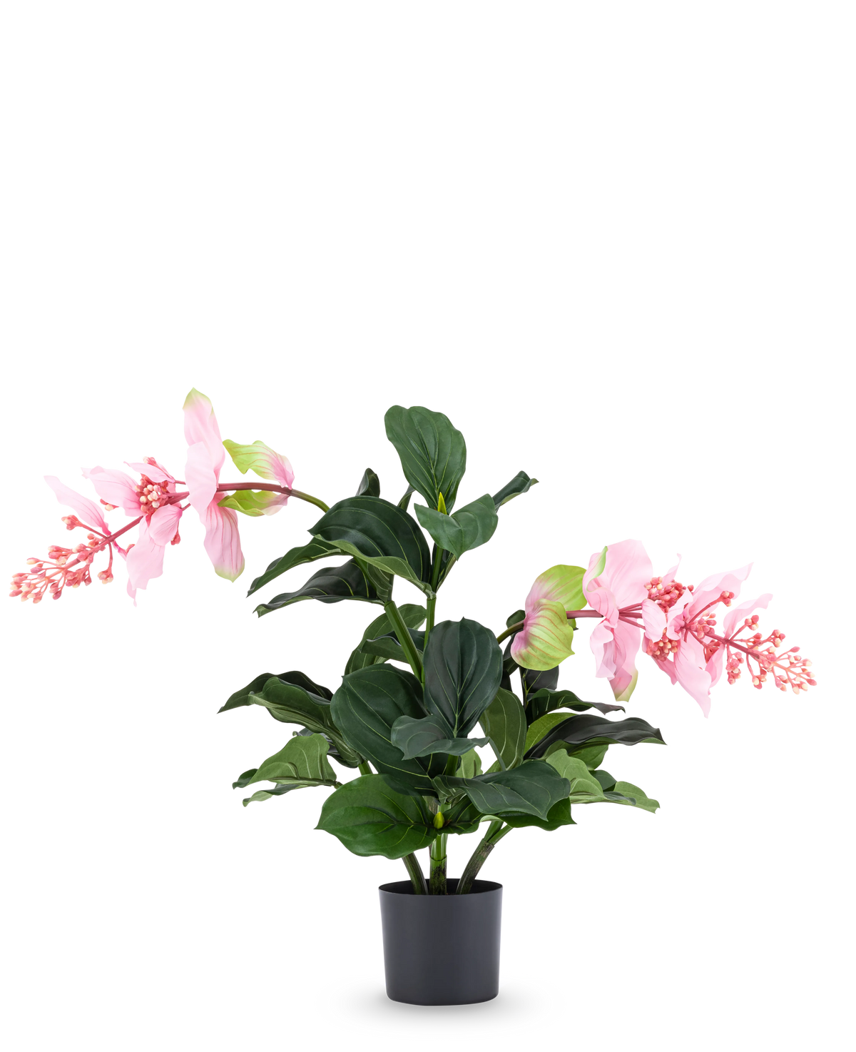Die Kunstpflanze Medinilla 60 cm hat große, dunkelgrüne Blätter und zwei hohe Stiele mit rosa Blütentrauben, die an Hibiskus erinnern, und steht vor einem schlichten weißen Hintergrund.