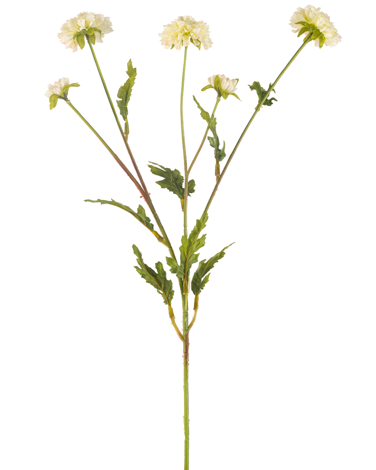 Die künstliche Blumen-Pompon-Chrysantheme 69 cm creme/rosa hat einen grünen Stiel, der sich in fünf kleinere Stiele verzweigt, die jeweils mit einer runden cremerosa Blüte gekrönt und von gezackten grünen Blättern umgeben sind, alles vor einem schlichten weißen Hintergrund.