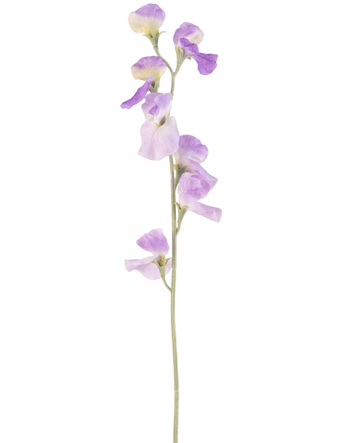 Eine einzelne künstliche Blumenerbse 64 cm lila mit zarten hellvioletten Blütenblättern und grünen Blättern, isoliert auf weißem Hintergrund.