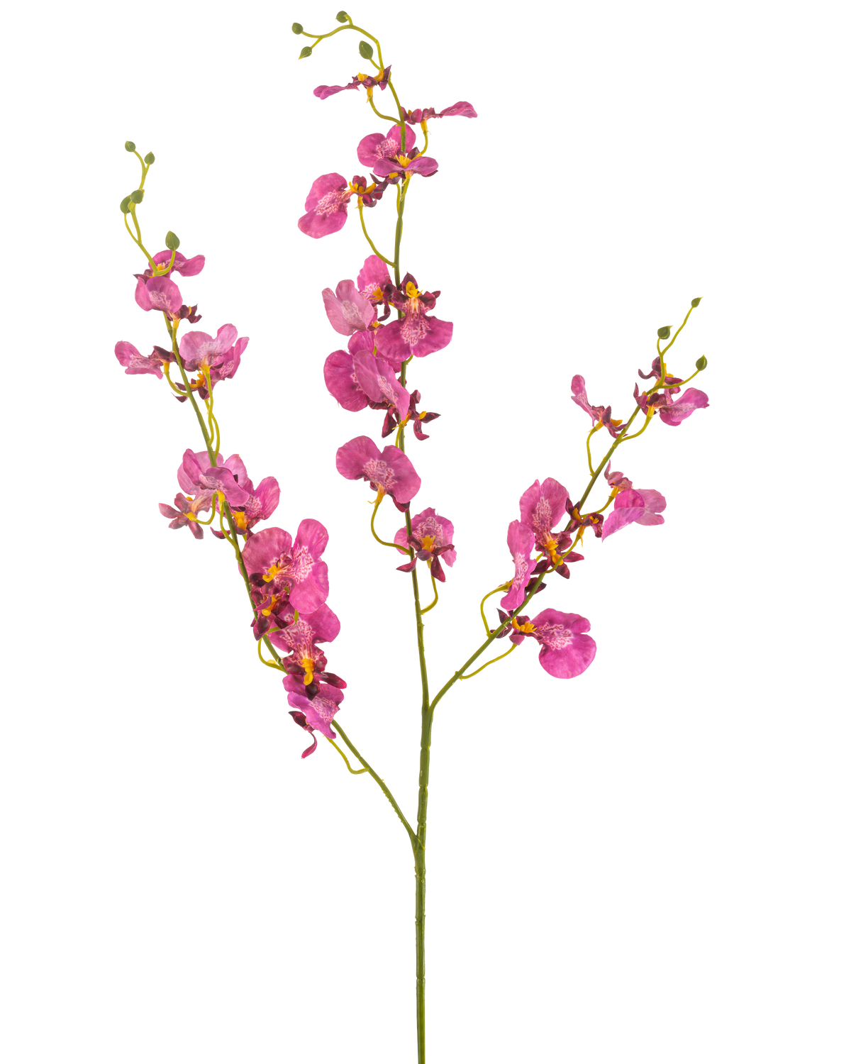 Die künstliche Blumenorchidee 98 cm in Fuchsia hat leuchtend rosa Orchideenblüten und -knospen an langen, schlanken grünen Stielen, die sich wunderschön vor einem weißen Hintergrund abheben.