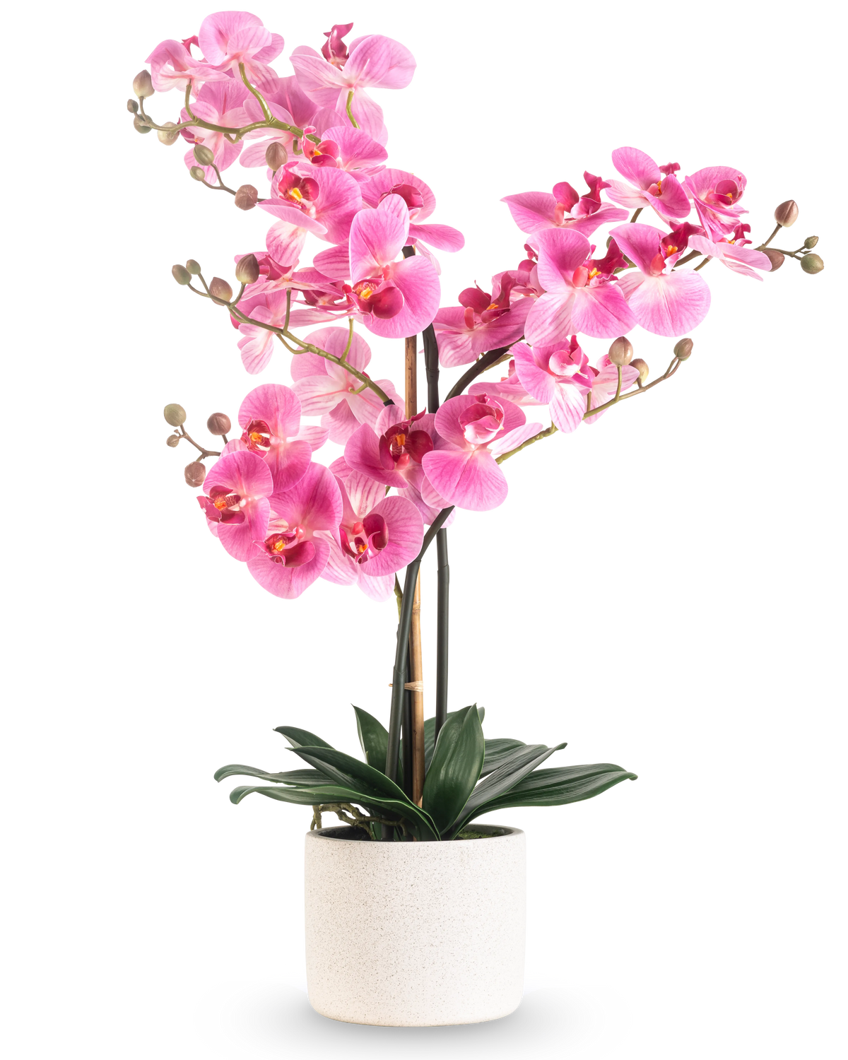 Die künstliche Orchidee Real Touch 68 cm rosa hat eine leuchtend rosa Orchidee mit mehreren Stielen und grünen Blättern in einem weißen Keramiktopf vor einem schlichten weißen Hintergrund.