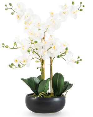 Die künstliche Orchidee Real Touch 50 cm weiß im schwarzen Topf ist eine elegante Präsentation mit weißen Orchideenblüten mit gelbem Herzen, grünen Knospen und breiten dunkelgrünen Blättern in einem schwarzen Keramiktopf.