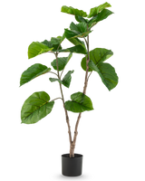 Die Kunstpflanze Ficus Rumphii 120 cm ist eine hohe Kunstpflanze mit breiten, glänzend grünen Blättern und mehreren Zweigen, in einem schlichten schwarzen Topf vor einem schlichten weißen Hintergrund.