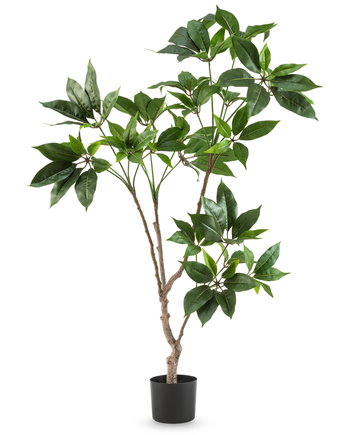 Die künstliche Schefflera-Pflanze (120 cm) hat mehrere schlanke braune Stängel mit Büscheln großer, glänzend grüner Blätter in einem kleinen schwarzen Topf vor einem schlichten weißen Hintergrund.