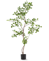 Die Kunstpflanze Terminalia Catappa 120 cm ist eine hohe, schlanke Topfpflanze mit dünnen Zweigen und zahlreichen kleinen, runden grünen Blättern, dargestellt vor einem schlichten weißen Hintergrund.