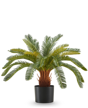 Die Kunstpflanze Cycas UV 60 cm hat lange, gebogene grüne Blätter und einen dicken, braunen Stiel mit Textur in einem schwarzen Topf vor einem weißen Hintergrund.