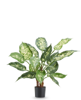 Kunstpflanze Dieffenbachia 40 cm, feuerhemmende Kunstpflanze mit leuchtend grünen und weißen Blättern im schwarzen Topf.