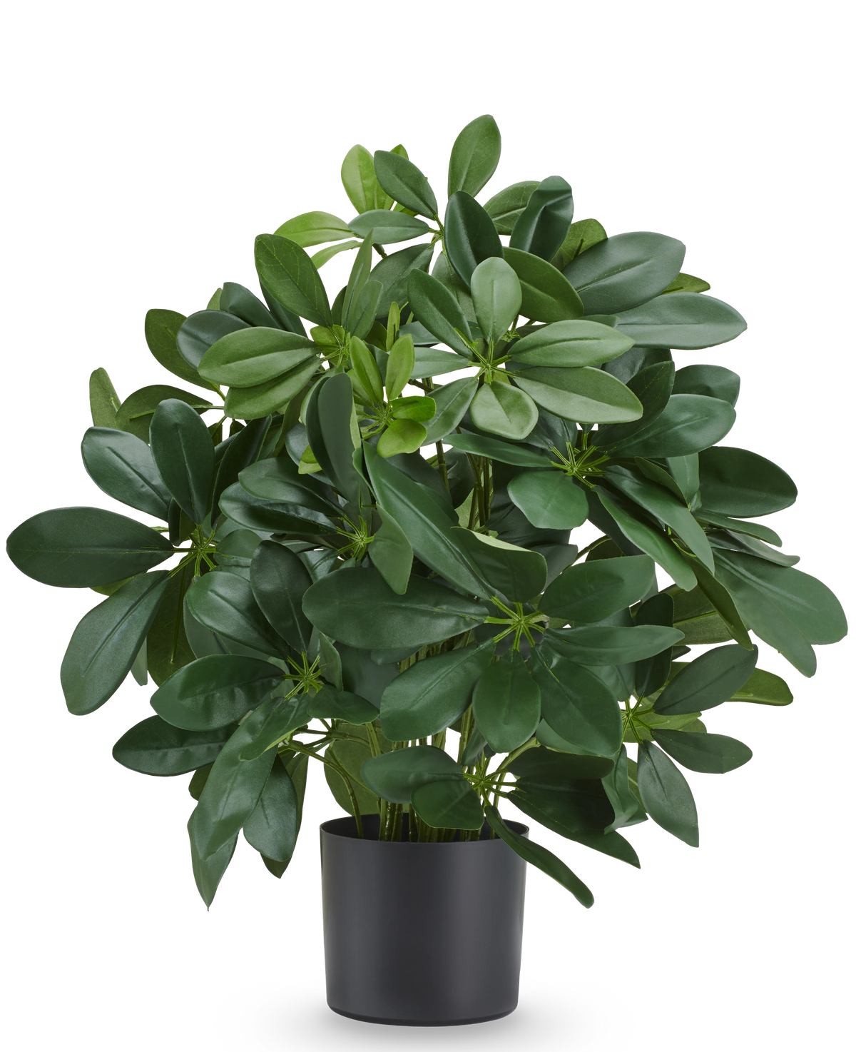 Kunstpflanze Baby Schefflera 45 cm, feuerhemmend, mit glänzend grünen Blättern im schwarzen Topf.