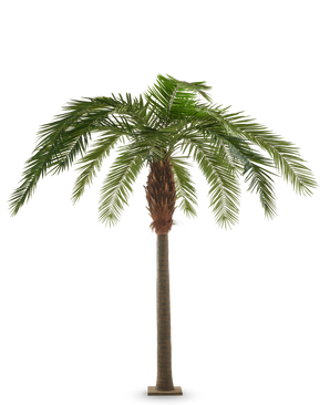 Künstliche Kanarienpalme 260 cm, eine künstliche Kanarienpalme mit einem hohen, schlanken Stamm und einem breiten Blätterdach aus grünen, gefiederten Blättern.