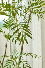 Eine Nahaufnahme der Kunstpflanze Mahonia 150 cm, die die schlanken, spitzen grünen Blätter vor einem sanft beleuchteten Hintergrund mit durchscheinenden Vorhängen zeigt.