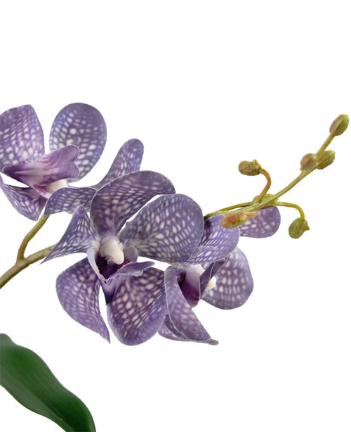 Eine Nahaufnahme der künstlichen violetten Orchidee Ascocenda (50 cm) zeigt violette Blütenblätter mit weißen Sprenkeln, mehreren Blüten und grünen Knospen an einem schlanken Stiel vor einem weißen Hintergrund.