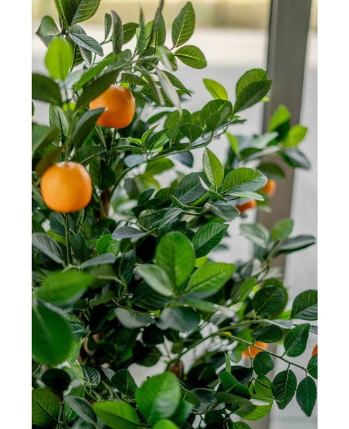 Nahaufnahme des künstlichen Orangenbaums 120 cm mit üppig grünen Blättern und mehreren reifen Orangenfrüchten, drinnen in der Nähe eines hellen Fensters platziert.