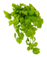 Der künstliche Pothos-Strauch Deluxe 90 cm hat lebensechte, leuchtend grüne herzförmige Blätter, die nach unten fallen, ideal, um jedem Raum üppiges Grün zu verleihen. Isoliert auf weißem Hintergrund abgebildet.
