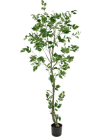 Die Kunstpflanze Ficus 210 cm ist ein hoher Kunstbaum mit mehreren schlanken Zweigen und sattgrünen Blättern in einem kleinen schwarzen Topf vor einem schlichten weißen Hintergrund.