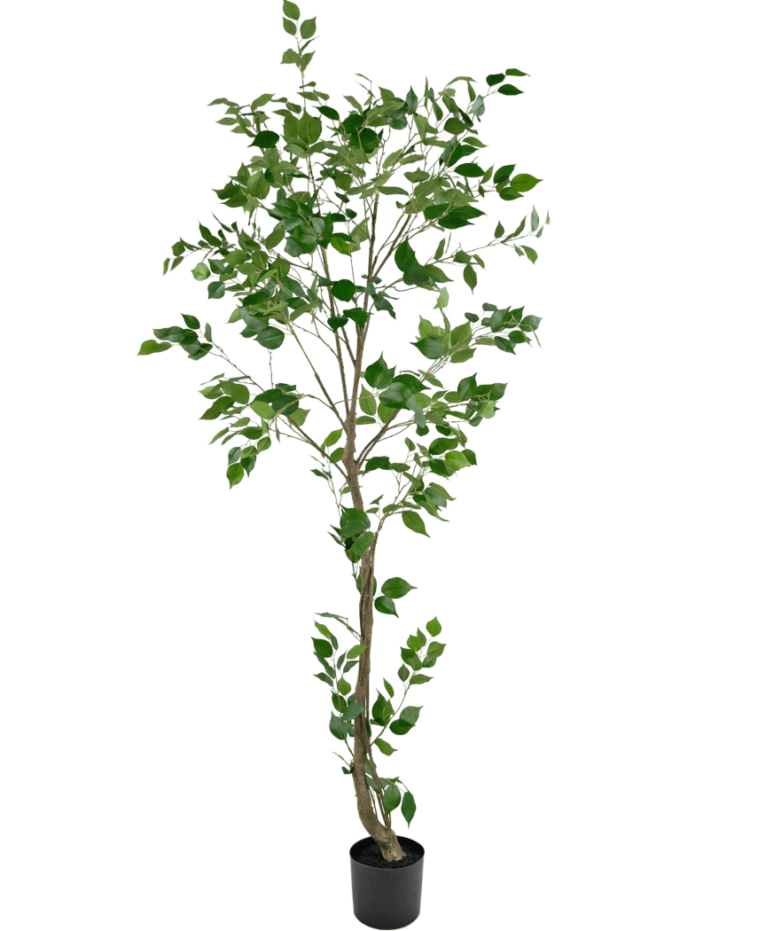 Die Kunstpflanze Ficus 210 cm ist ein hoher Kunstbaum mit mehreren schlanken Zweigen und sattgrünen Blättern in einem kleinen schwarzen Topf vor einem schlichten weißen Hintergrund.