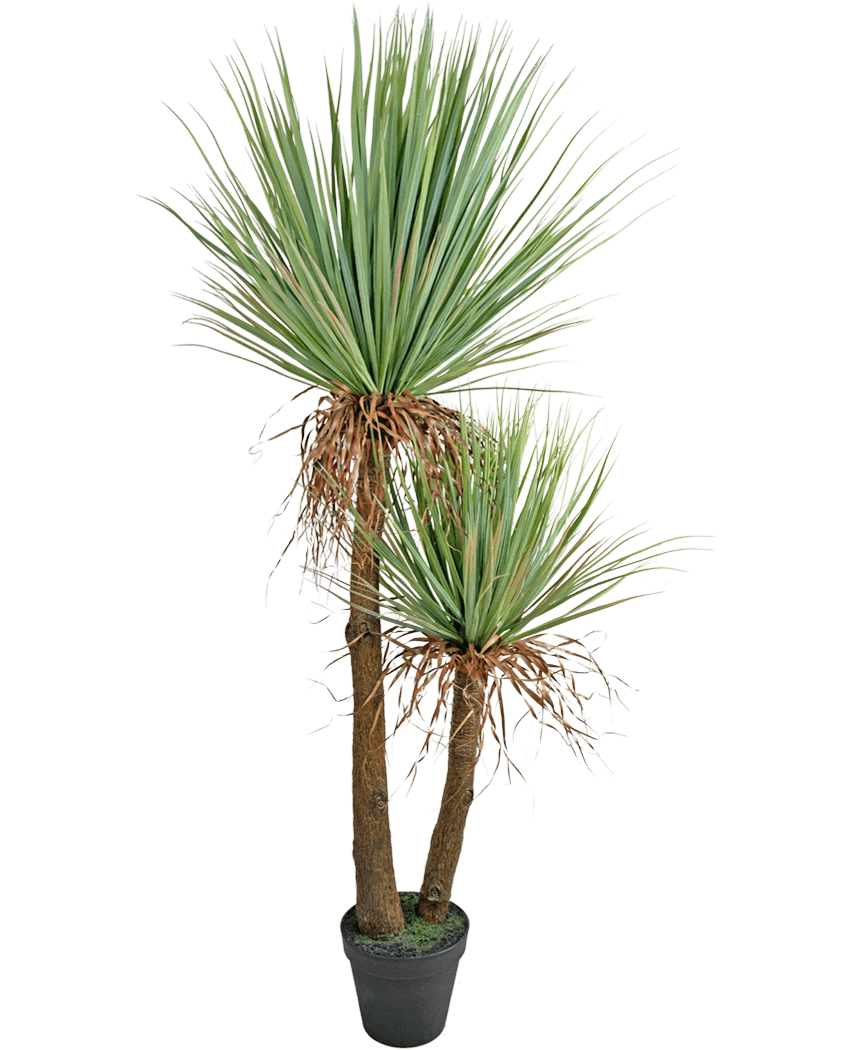 Die künstliche Yucca Deluxe 153 cm große Pflanze hat zwei hohe, braune Stämme mit Struktur und Büscheln aus langen, spitzen grünen Blättern und einigen ausgetrockneten unteren Blättern vor einem weißen Hintergrund.