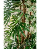 Nahaufnahme leuchtend grüner Blätter und langer, schlanker Wedel der künstlichen Frauenpalme 210 cm vor einem sanft verschwommenen Hintergrund, die den üppigen und tropischen Look dieser künstlichen Palme zur Geltung bringt.
