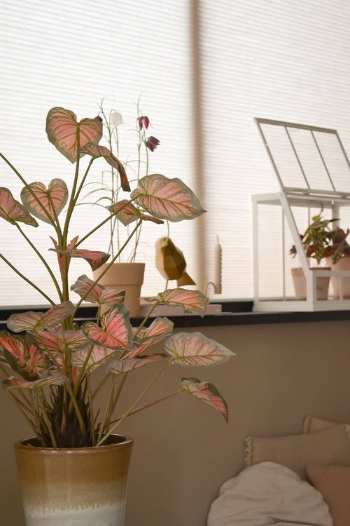 Die 90 cm große künstliche Caladium-Pflanze, rosa mit rosafarbenen Blättern, nimmt zusammen mit anderen Pflanzen, Dekorationen und einem weißen Mini-Gewächshaus einen Ehrenplatz auf einer Fensterbank ein und ist in sanftes, natürliches Licht getaucht, das den gemütlichen Raum erfüllt.