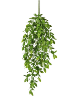 Die künstliche Hängepflanze Gardenia 61 cm ist eine künstliche Hängepflanze mit üppigen, grünen Blättern und einem einzelnen sichtbaren Stiel vor einem schlichten weißen Hintergrund.
