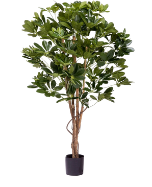 Die Kunstpflanze Schefflera 120 cm ist eine hohe Kunstpflanze mit üppig grünen Blättern und mehreren schlanken braunen Stielen in einem kleinen schwarzen Topf, perfekt für die Dekoration jedes Raumes.