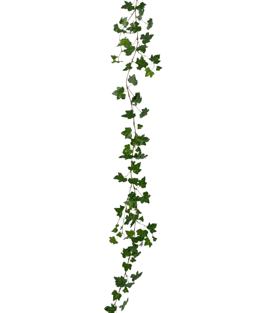 Die künstliche Hängepflanze Efeu-Girlande Deluxe 180 cm grün ist eine lange, grüne Efeu-Girlande mit spitzen Blättern, die vertikal vor einem schlichten weißen Hintergrund hängt.