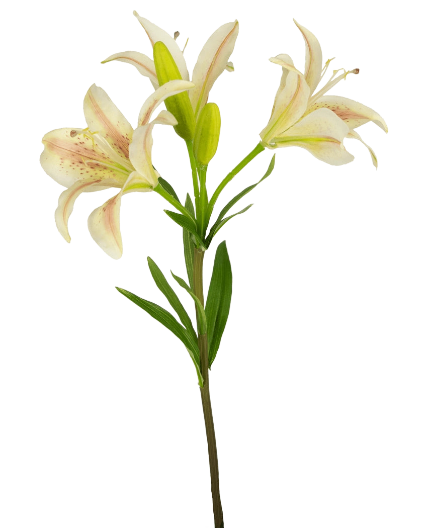 Eine einzelne künstliche asiatische Lilie, 66 cm, rosa, mit drei blühenden rosa Lilien und grünen Blättern, isoliert auf weißem Hintergrund.