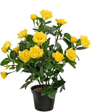Die Kunstpflanze Mini Rose UV 35 cm Gelb ist eine künstliche Topfpflanze mit mehreren Stielen leuchtend gelber Rosen und grünen Blättern, die in einem kleinen schwarzen Behälter vor einem einfachen Hintergrund präsentiert wird.